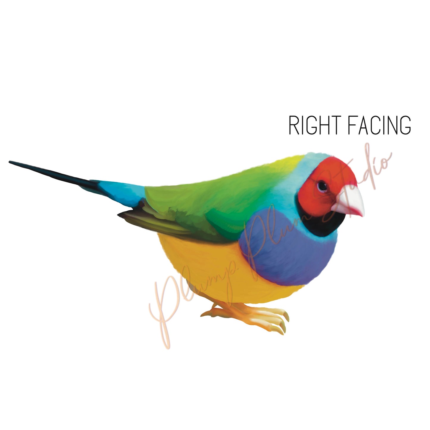 Rainbow Finch decal, Gouldian Finch sticker, outdoor/indoor, light switch decal, cute little bird, vinyl wall decal, repositionable vinyl