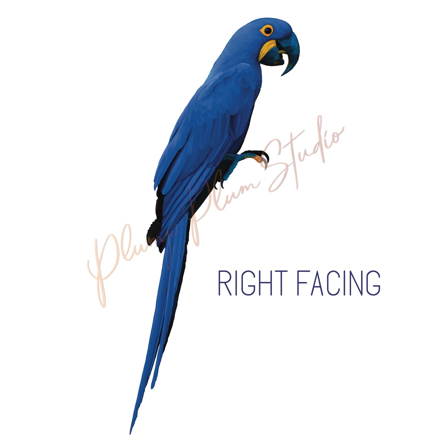 Hyacinth Macaw decal, Blue Macaw sticker, Realistic blue parrot decal, Bird lover gift, repositionable luxury indoor/outdoor textured vinyl