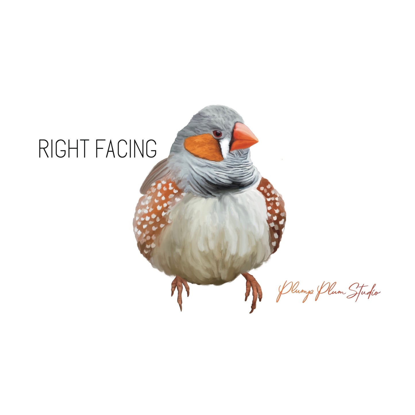 Zebra finch decal, Australian finch sticker, light switch decal, cute little fat bird decal, indoor/outdoor repositionable textured vinyl