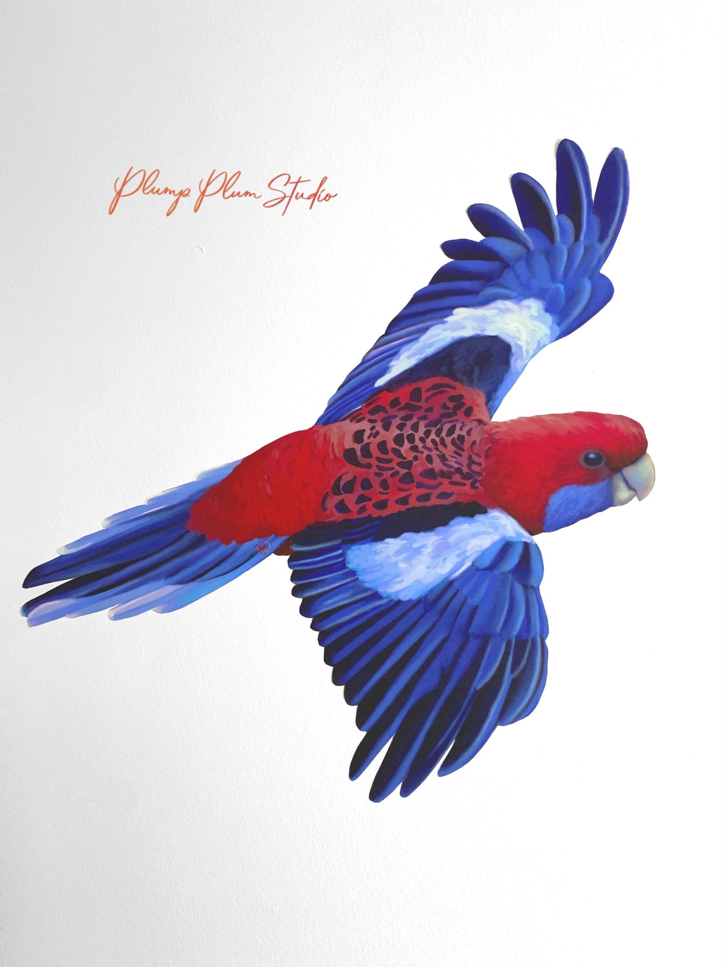 Crimson Rosella decal, flying Rosella sticker, Australian wildlife, Red & blue parrot, outdoor/indoor repositionable fabric texture vinyl