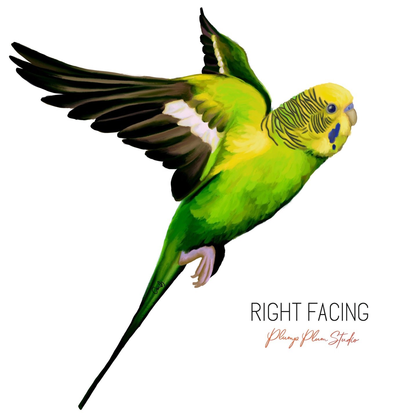 Flying Green Budgie decal, Australian green/yellow budgie sticker, indoor/outdoor decal, cute little bird decal, vinyl decal, budgie gift