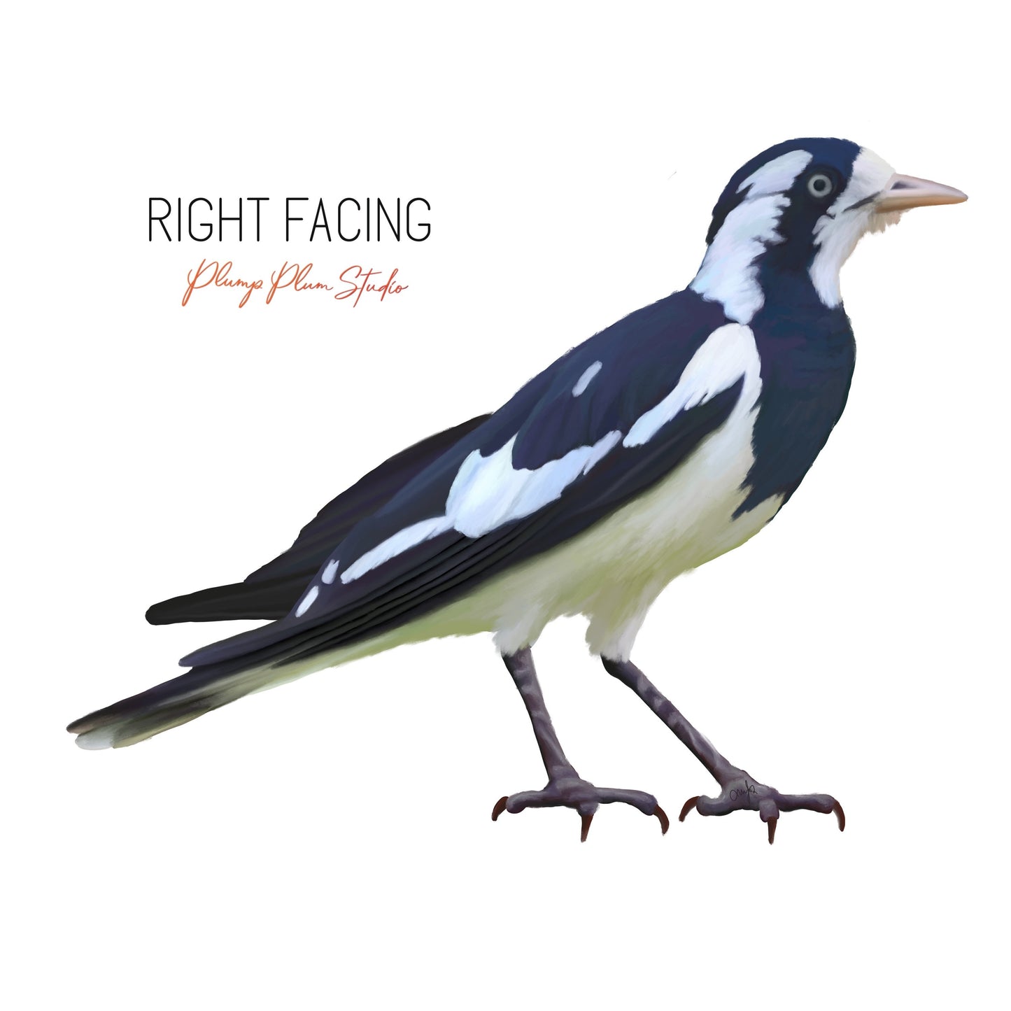 Magpie-lark bird decal, Black/white Peewee bird sticker, indoor/outdoor vinyl, light switch decal, Australian Peewit or mud lark bird decal