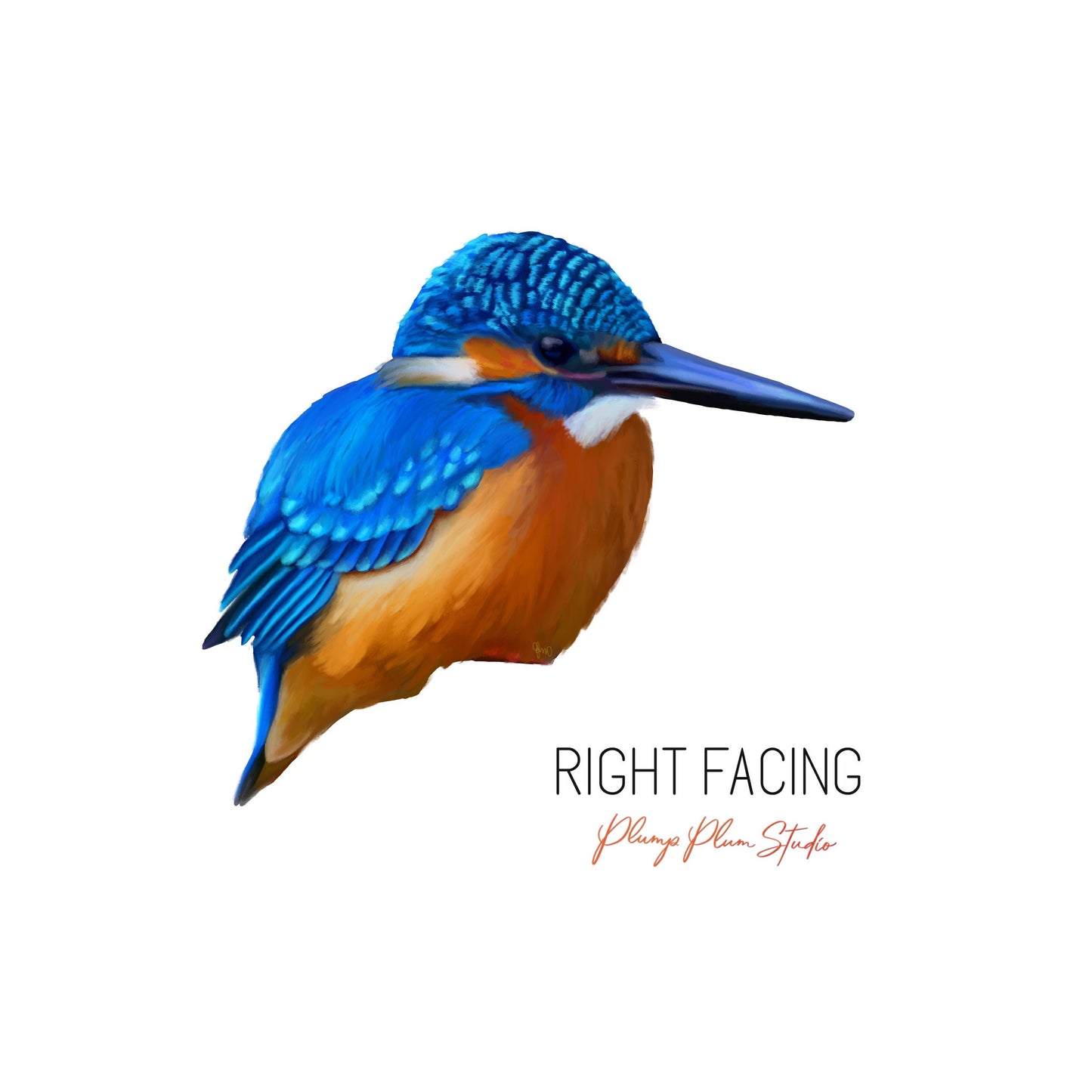 Common Kingfisher decal, bird wall sticker, Kingfisher bird sticker, light switch decal, indoor/outdoor textured vinyl bird decal, car decal