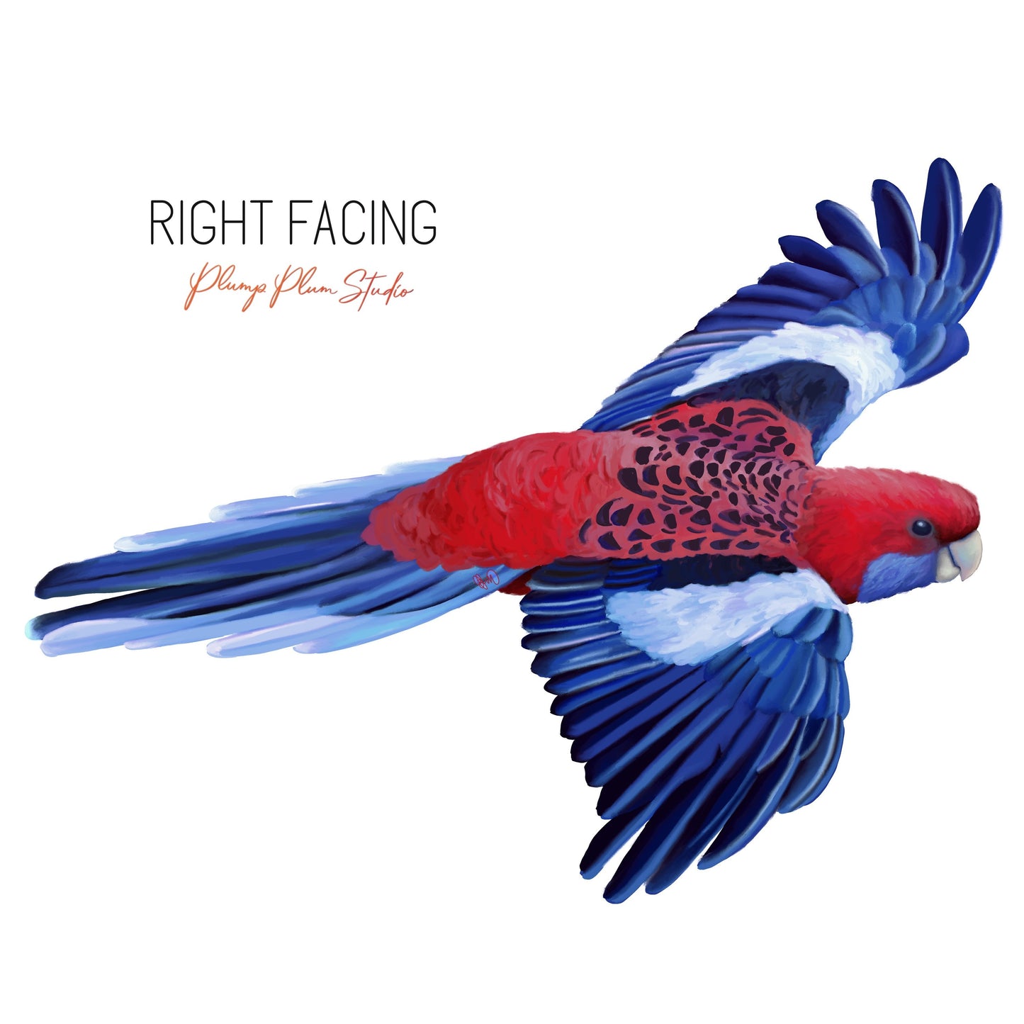 Crimson Rosella decal, flying Rosella sticker, Australian wildlife, Red & blue parrot, outdoor/indoor repositionable fabric texture vinyl