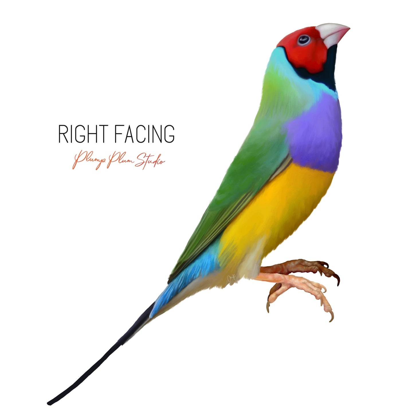 Rainbow Finch decal, Gouldian Finch sticker, car sticker, peel and stick, light switch decal, cute little bird decal, vinyl decal, reusable