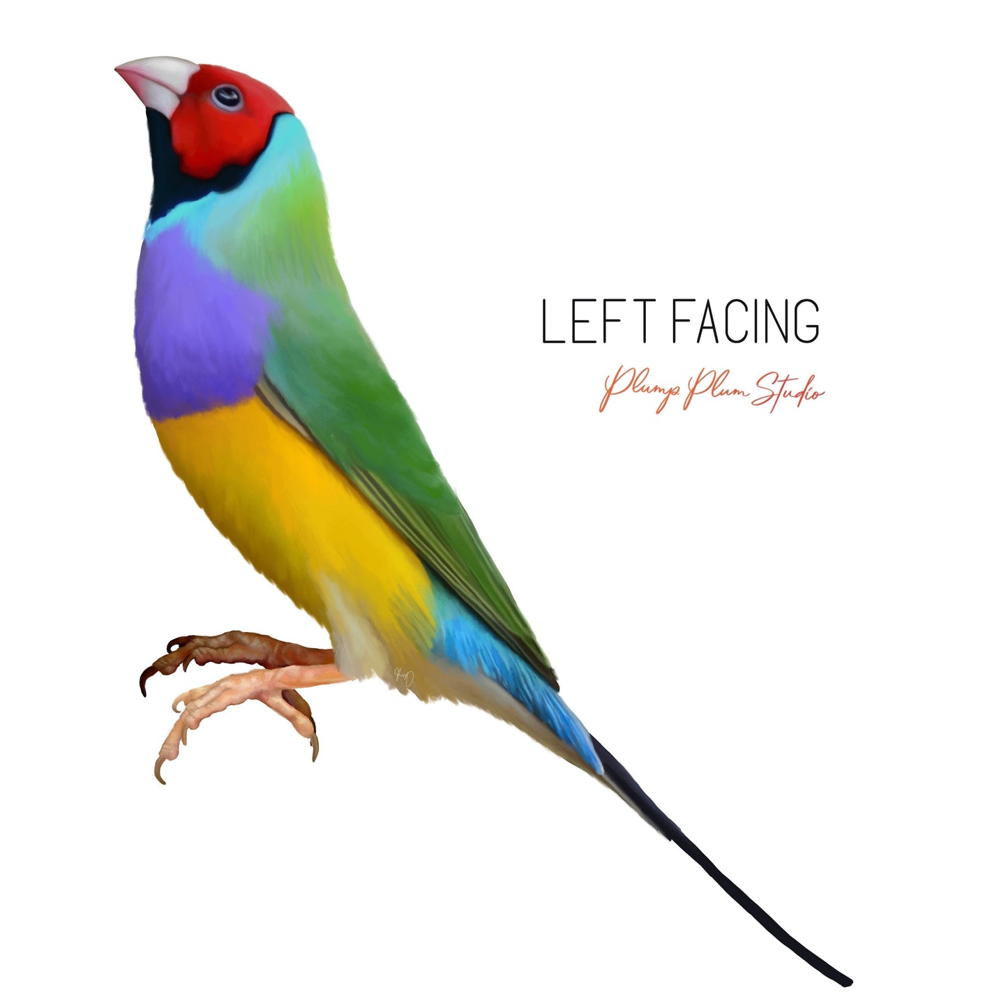 Rainbow Finch decal, Gouldian Finch sticker, car sticker, peel and stick, light switch decal, cute little bird decal, vinyl decal, reusable