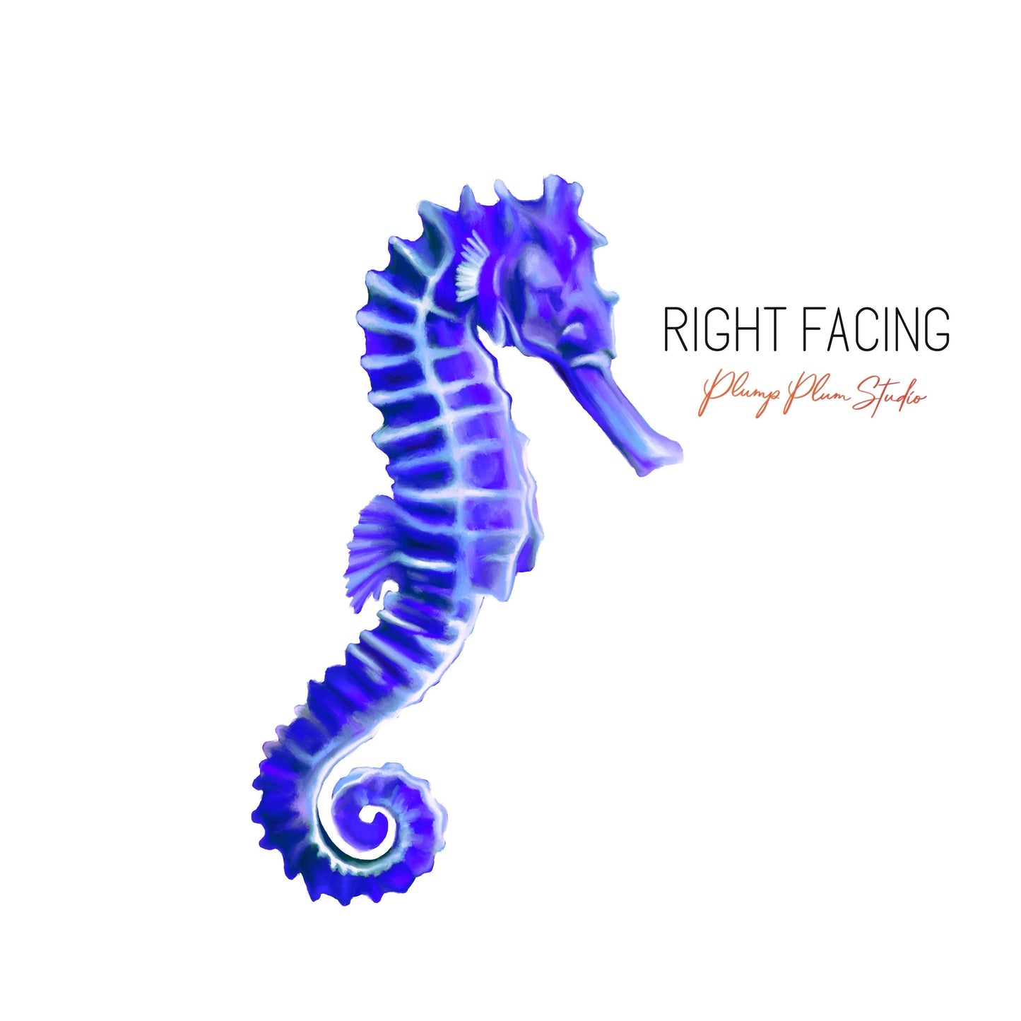 Colourful Seahorse decal, Realistic Seahorse sticker, vinyl car decal, wall decal peel/stick, luxury textured vinyl decal, indoor/outdoor