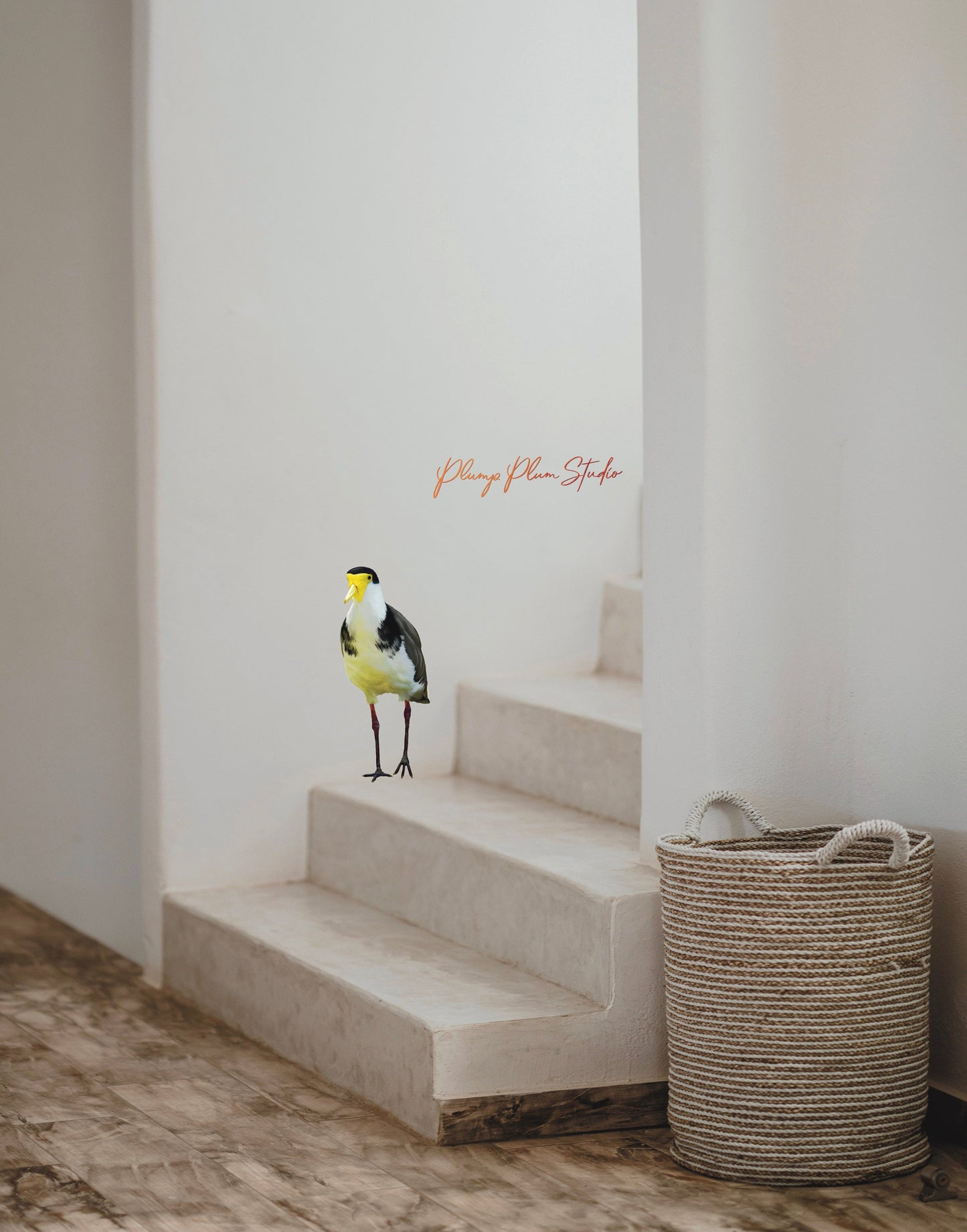 Australian Plover bird decal, Masked Lapwing bird decal, backyard plover bird, repositionable decal, wheelie bin sticker, bird lover gift