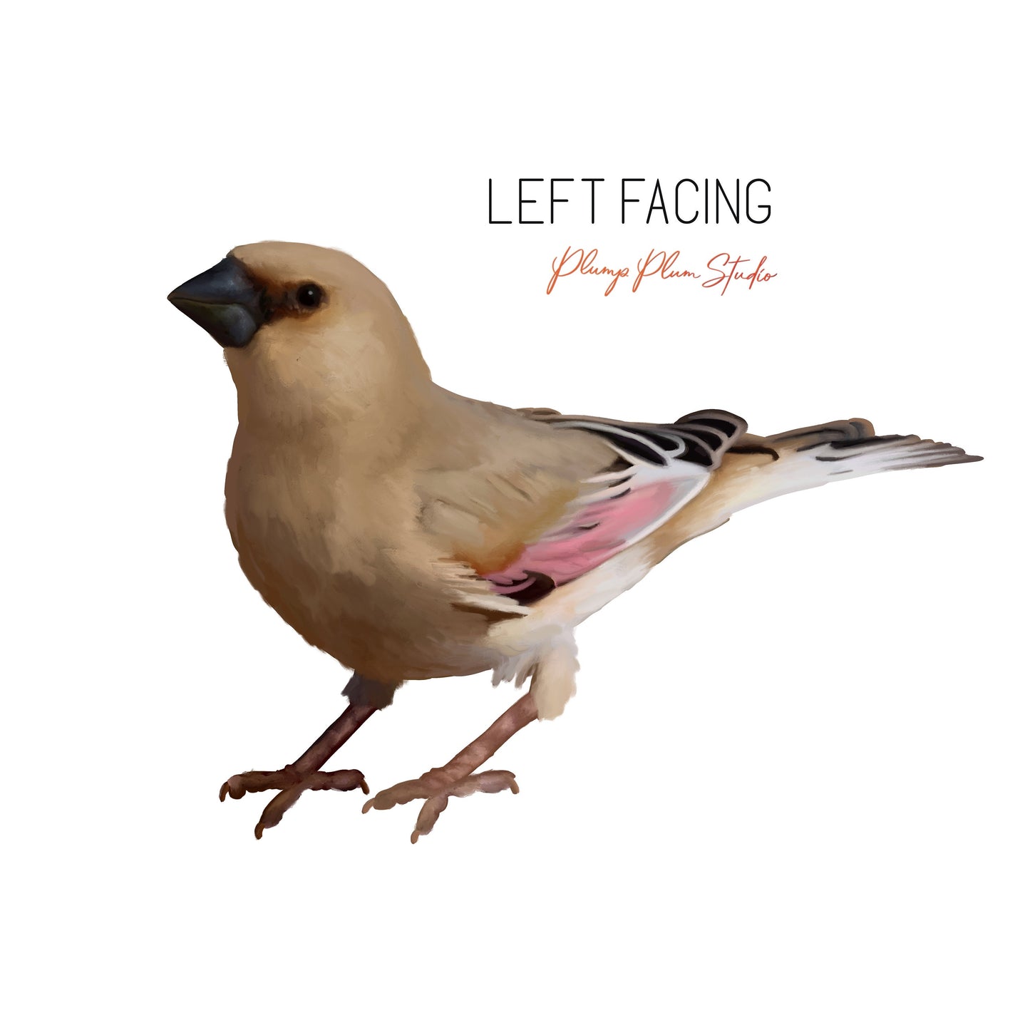 Desert Finch decal, Brown and Pink Finch sticker, peel and stick, light switch decal, cute little bird decal, wall decal, repositionable