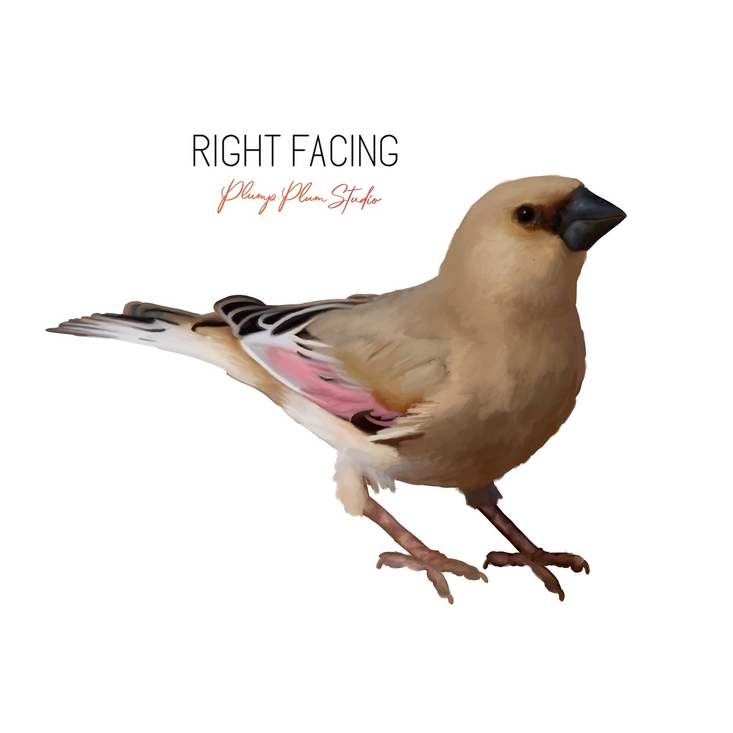 Desert Finch decal, Brown and Pink Finch sticker, peel and stick, light switch decal, cute little bird decal, wall decal, repositionable